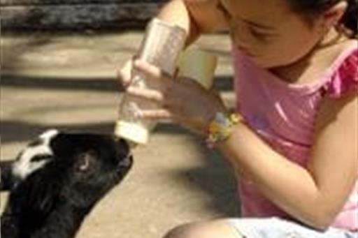 amamentando animais.jpg