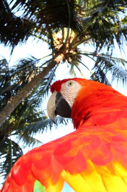 arara1.jpg