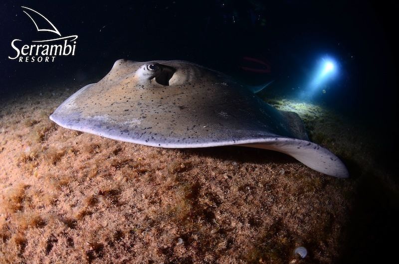 mergulho1.jpg