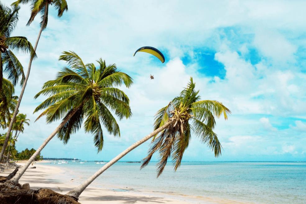 palmera omb.jpg