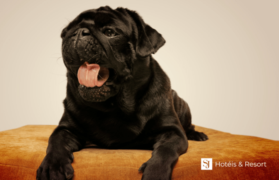 sj-pet-friendly_01.png