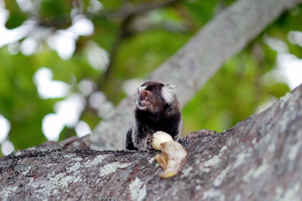 sagui.jpg