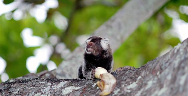 sagui.jpg