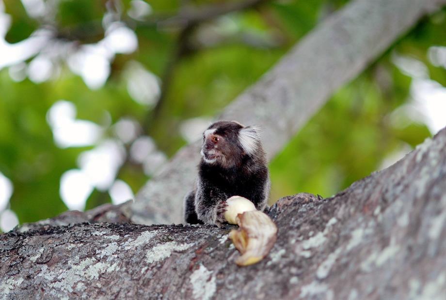 sagui.jpg