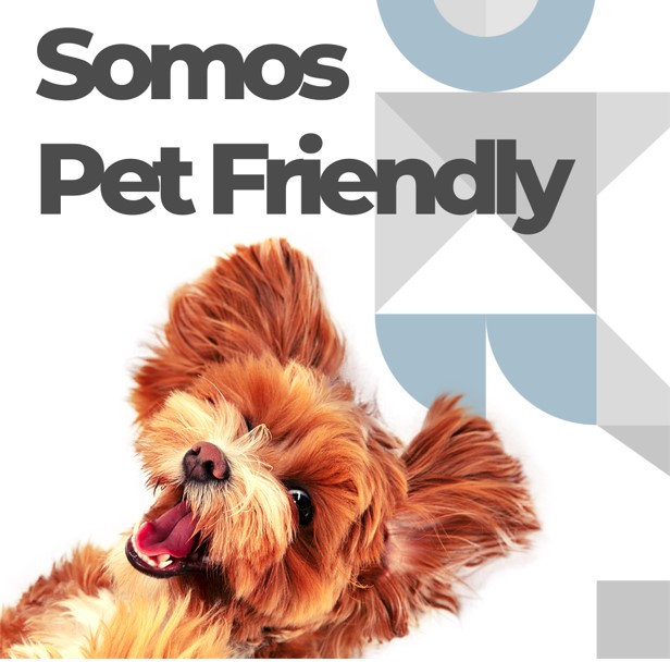 Pet Friendly (Pequeno porte até 10 kg)