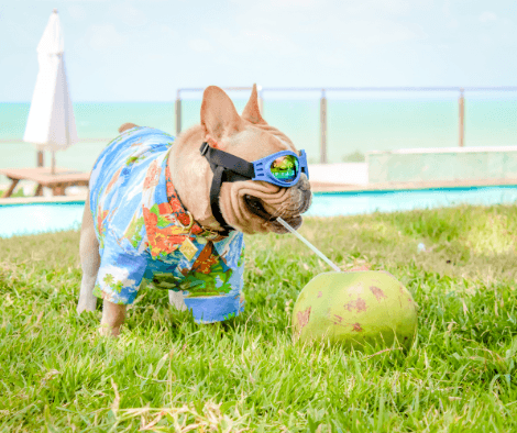 Illustrative image of El Aram Natal Mar Hotel