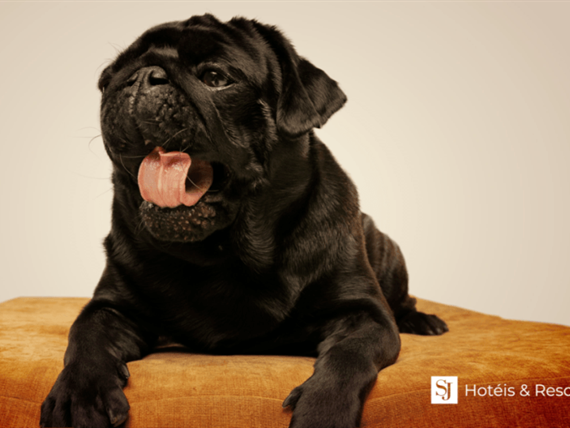 sj-pet-friendly_01.png