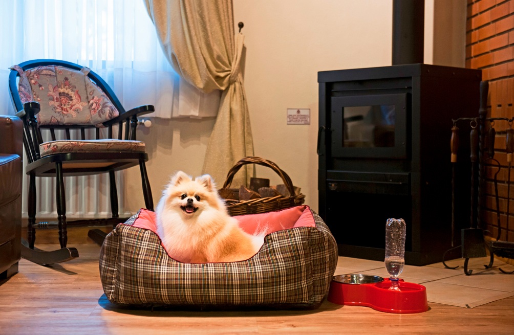 pet-dog-chalés.jpg