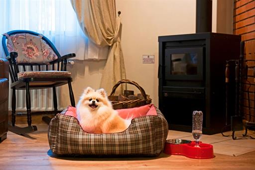 pet-dog-chalés.jpg