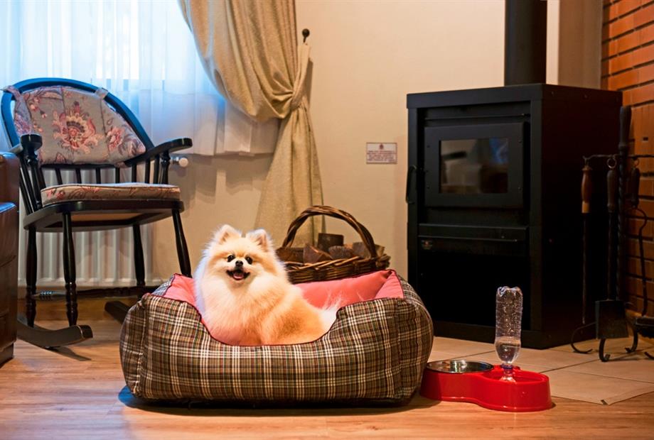 pet-dog-chalés.jpg