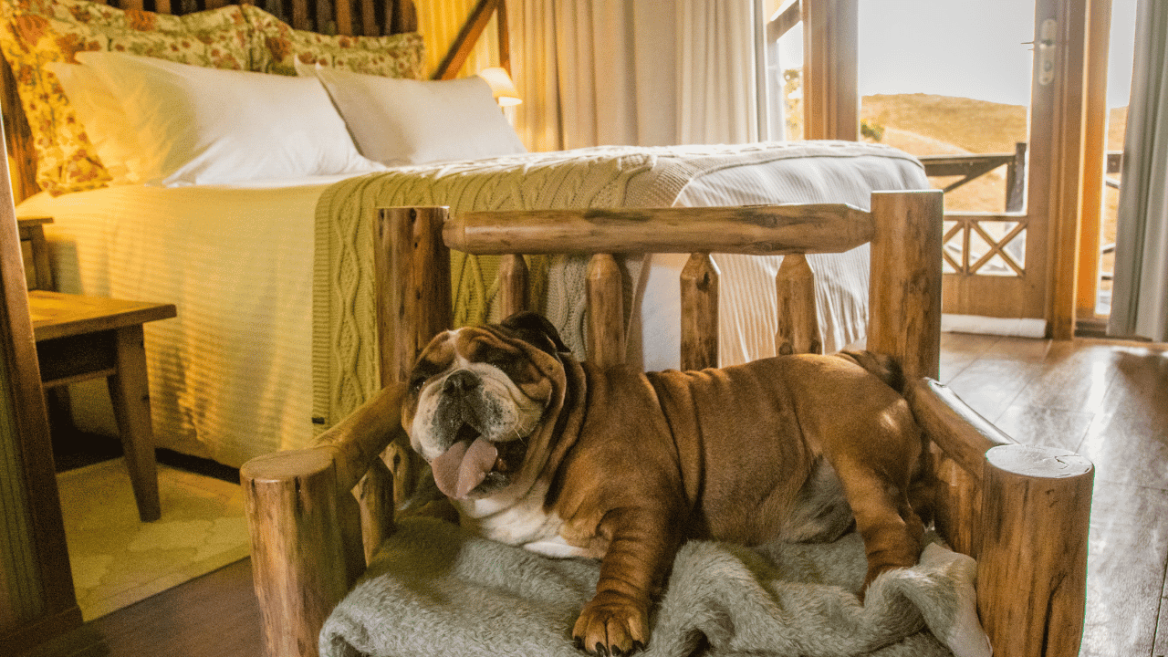 parador pet friendly (2).png