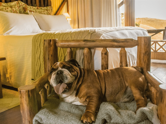 parador pet friendly (2).png