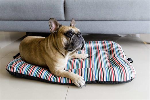 link stay - dog friendly - 5d4_2515.jpg