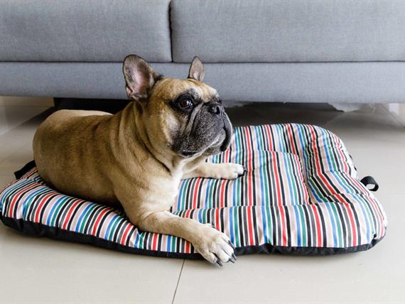 link stay - dog friendly - 5d4_2515.jpg