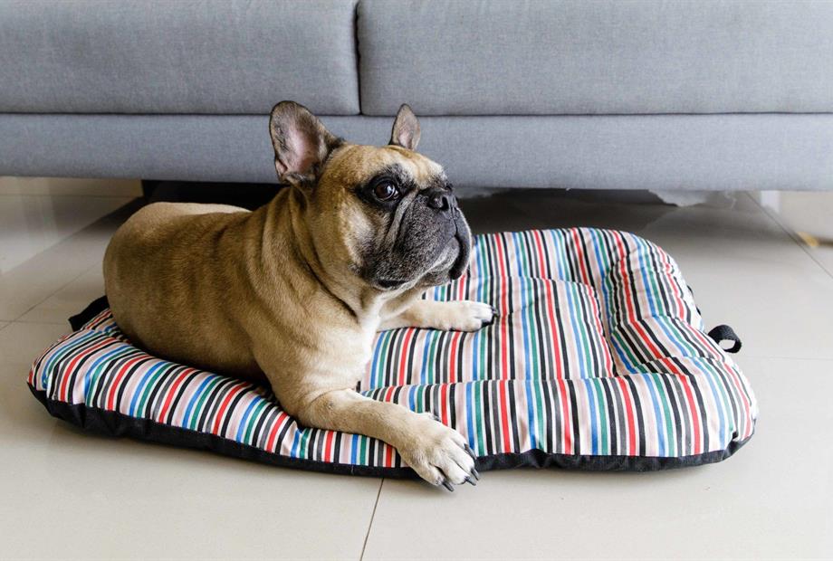 link stay - dog friendly - 5d4_2515.jpg