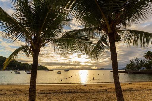 coqueiro na praia.jpg