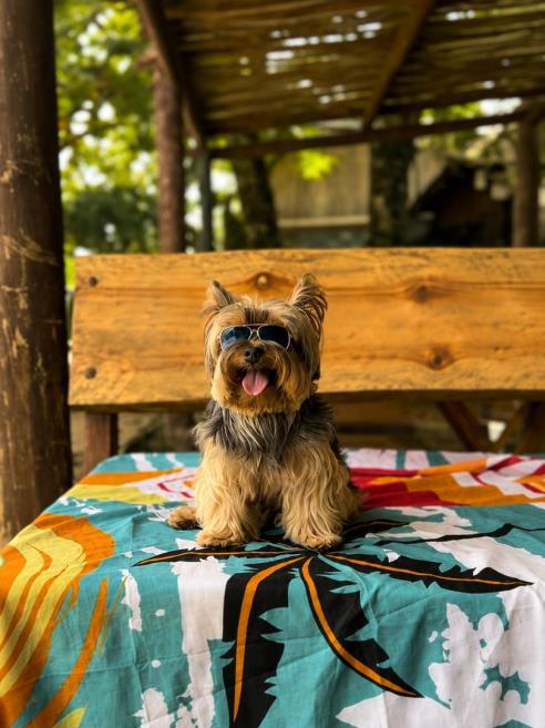 pet_friendly_hotel_canto_do_rio_ate_1mb.jpg