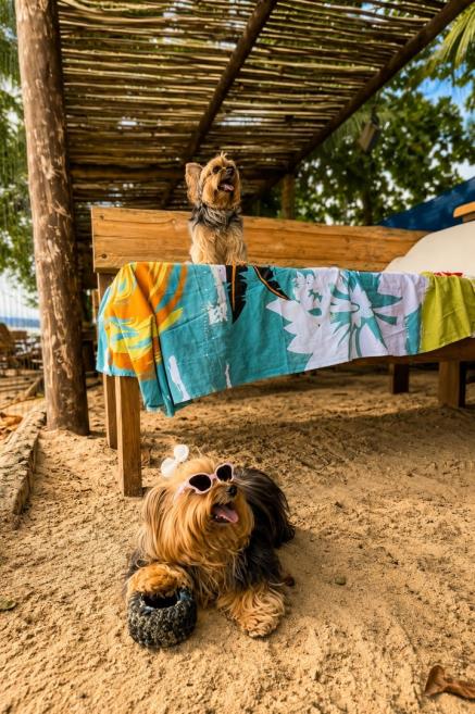 pet_friendly_hotel_canto_do_rio_ate1mb.jpg