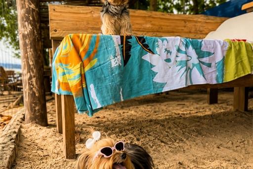 pet_friendly_hotel_canto_do_rio_ate1mb.jpg
