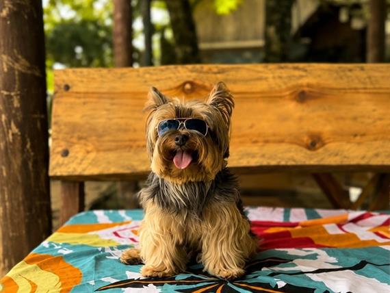 pet_friendly_hotel_canto_do_rio_ate_1mb.jpg