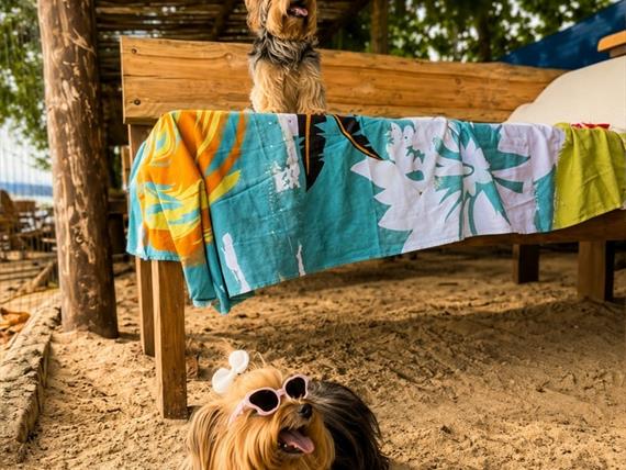 pet_friendly_hotel_canto_do_rio_ate1mb.jpg