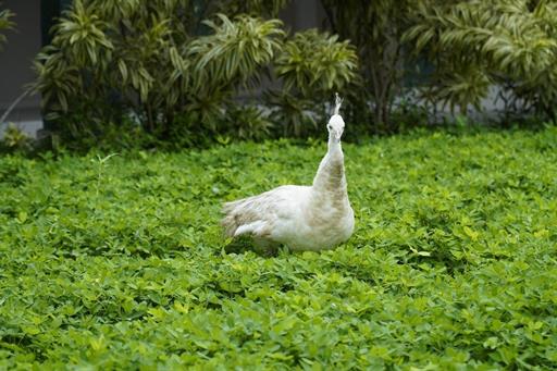 AREA EXTERNA - 27.03.2020 -- 1 -- OBEES.jpg