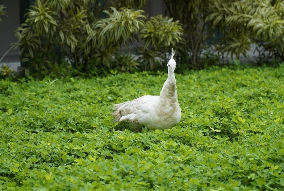 AREA EXTERNA - 27.03.2020 -- 1 -- OBEES.jpg