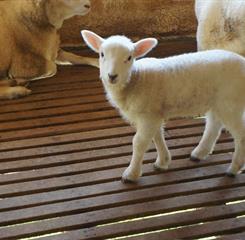 whatsapp image 2021-01-27 at 15.49.49 (13).jpeg