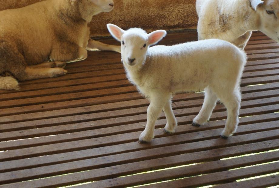 whatsapp image 2021-01-27 at 15.49.49 (13).jpeg