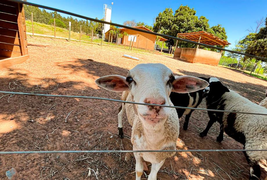 fazendinha-terra-parque-3.jpg