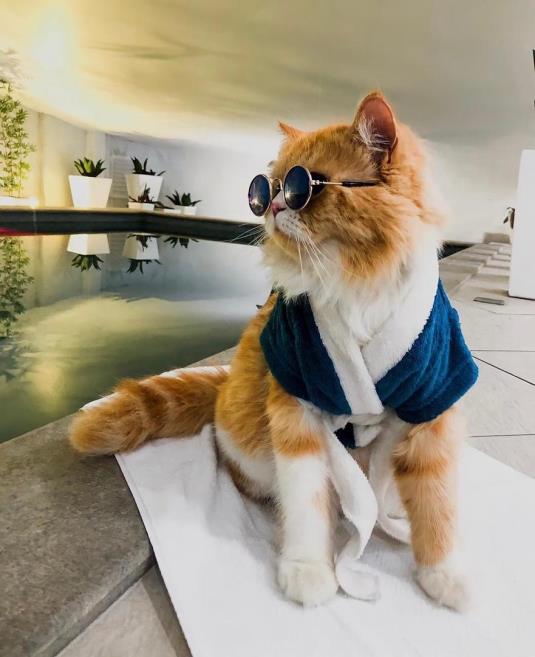 animal.jpeg