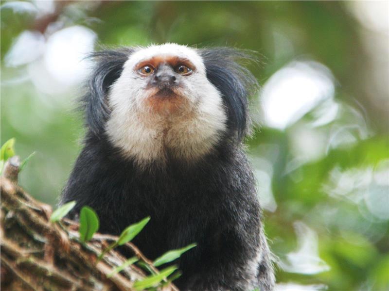 fauna local