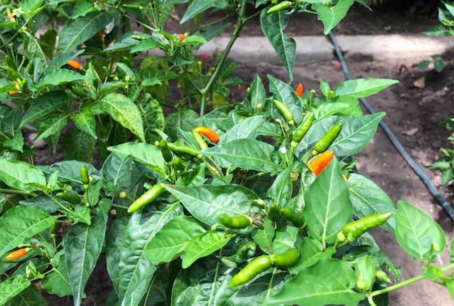 whatsapp image 2023-03-10 at 13.01.01 (3).jpeg