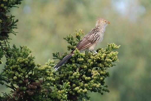 Propriedade Bangalos (32).jpg