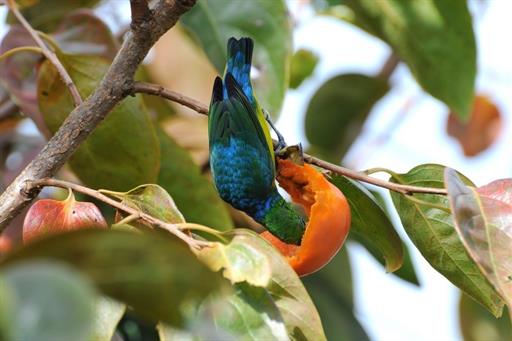 Propriedade Bangalos (38).jpg