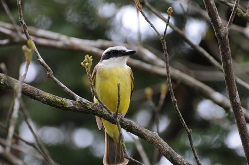 Propriedade Bangalos (53).jpg