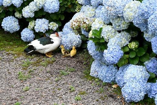 Propriedade Bangalos (87).jpg