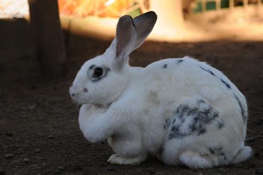 Propriedade Bangalos (100).jpg