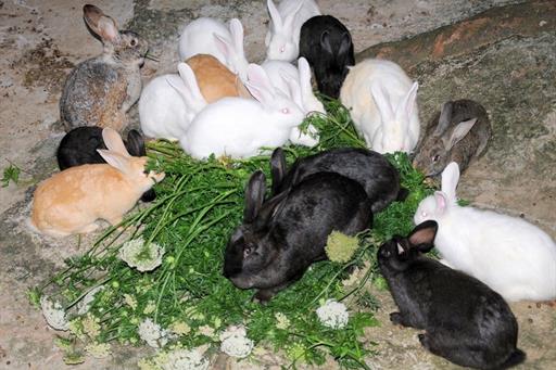 Propriedade Bangalos (115).jpg