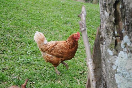 Propriedade Bangalos (129).jpg