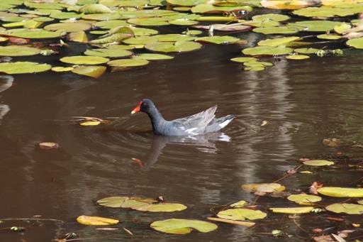 Propriedade Bangalos (130).jpg