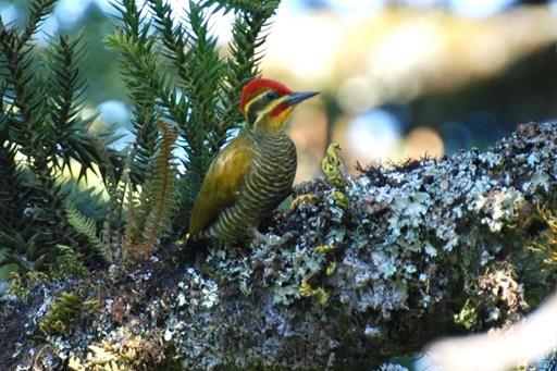 Propriedade Bangalos (150).jpg