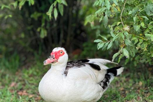 whatsapp image 2025-05-07 at 11.29.41 (2).jpeg