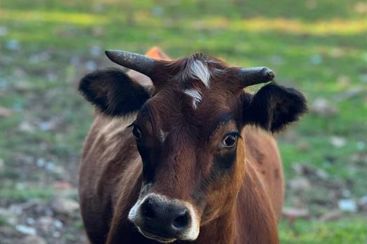 whatsapp image 2025-05-07 at 11.26.41.jpeg