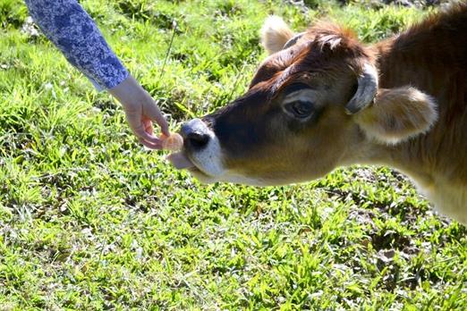 Propriedade Bangalos (8).jpg