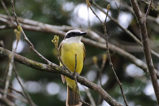 Propriedade Bangalos (53).jpg