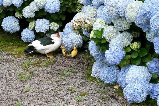 Propriedade Bangalos (87).jpg