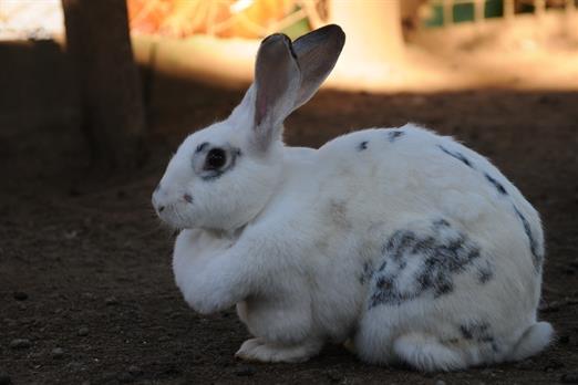 Propriedade Bangalos (100).jpg