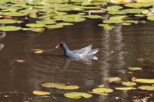 Propriedade Bangalos (130).jpg