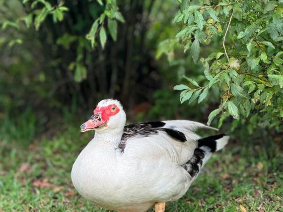 whatsapp image 2025-05-07 at 11.29.41 (2).jpeg